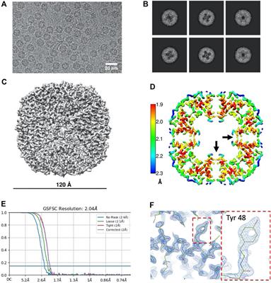 Cryo-EM structure of the diapause chaperone artemin